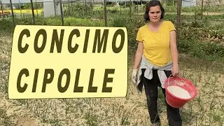 COME CONCIMARE LE CIPOLLE