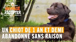 Un chiot abandonné sans aucune raison - Animaux À Adopter