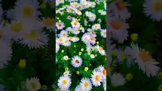Полевые цветы. поёт Людмила Сенчина.