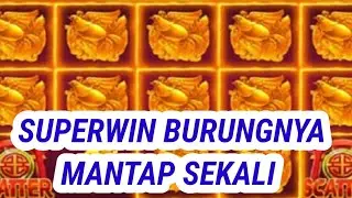 Superwin burungnya mantap banget di duo Fu duo cai - room terbaru duofu duocai