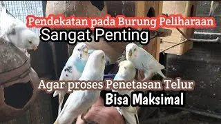 Ternak Parkit...!!! Pendekatan pada Burung Itu sangat Penting untuk proses penetasan Telur