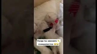 Скандалистка #cat #смешныеживотные #pets #кисёныши #kitten #catlover