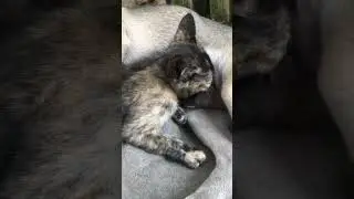 Mèo con mồ hôi say mê bú anh chó