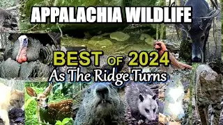 The BEST of 2024 Appalachia Wildlife Clips of AS THE RIDGE TURNS from the Foothills of the Smokies