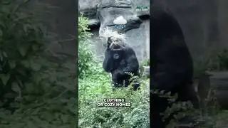 Gorillas | Why They Affraid Of Rain?