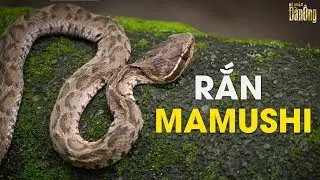 Rắn Mamushi Bí Quyết Tăng Cường Súng Ống Của Đàn Ông Nhật - Bí Mật Đàn Ông