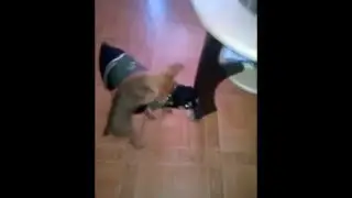 той терьер филя идет гулять