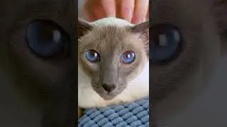 Сиамские кошки: Тайна, элегантность и харизма 😉 #кошки #питомцы #сиамскиекошки