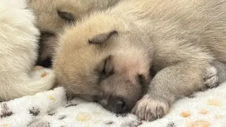 Волчата 🐺 проходят социализацию дома с детьми ❤️