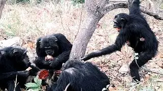 Chimpancé Mata a Mono Ardilla