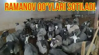 РАМАНОВ КУЙЛАРИ СОТИЛАДИ 🐑🐑🐑