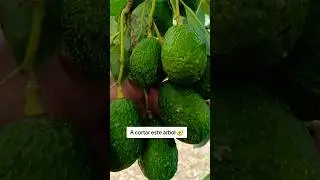 Por que cortamos este árbol después de dar aguacates???? #mexico #michoacán