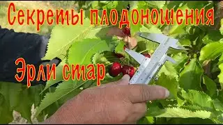 Как получить максимум от черешни Эрли стар: секреты плодоношения