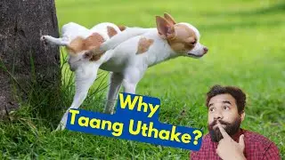 Why Do Male Dogs Lift Their Legs To Pee | Male Dogs Taang Uthake Toilet Kyu Karte hai?
