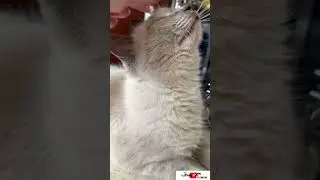 У Вас ус отклеился #meerkat #сурикотики #cat #шпротик