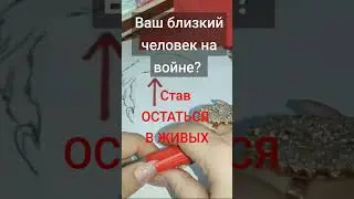 #война