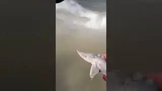 Осетр или белуга? 