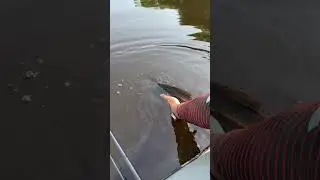 Жерех поплыл на свободу #рыбалка #поймалотпусти #fishing #малыереки #рыбак #голавль #жерех #спиннинг