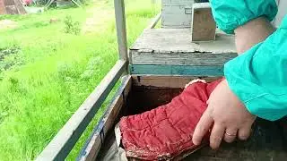 подсаживаю маток. Часть 2