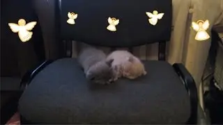 Funny kittens
