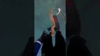 Friendly sea snake showing off his acrobatic skills 🐍 
