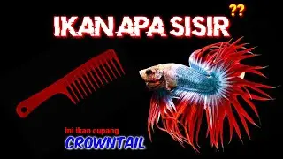 ikan cupang jenis crowntail || ( sisir)