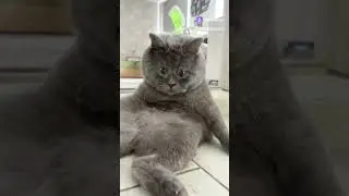 мой друг после двух стаканов, сегодня пятница #коты