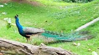 THẢO CẦM VIÊN 2022
