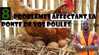 🚨How to recognize the PROBLEMS related to the LAYING of your CHICKENS