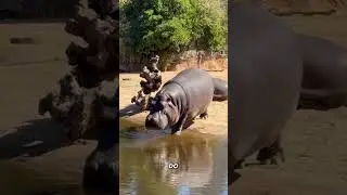 Why Hippos Don’t Swim  The Science of Their Water Moves Explained!   The Surprising Technique Hippos