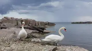 ►Шашлык сам приплывает, а вы говорите сверчков есть по Швабу... 😅