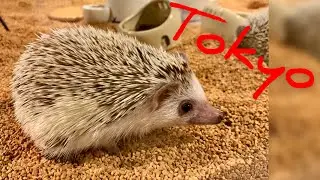 #Tokyo Кафе с карликовыми ёжиками  Hedgehog Cafe Tokio Japan