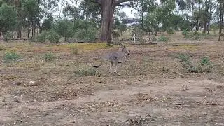 Woodlands Historic Park - road trip en Australie - jour 17