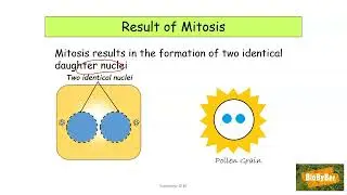 L.C. Biology Mitosis #3