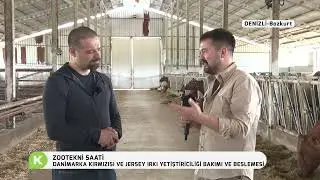 DANİMARKA KIRMIZISI VE JERSEY IRKI YETİŞTİRİCİLİĞİ BAKIMI VE BESLEMESİ