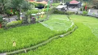 Bali trip Agata and Crews