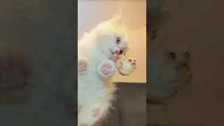 Когда одновременно прокачиваешь Catizen и Хомяка😸 When you level up Catizen and Hamster K at the ST.