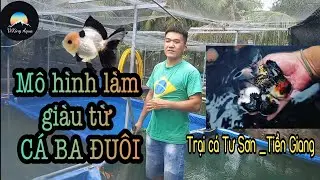 Làm giàu từ mô hình nuôi cá ba đuôi tại trại cá Tư Sơn- Tiền Giang
