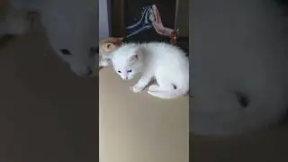Playful Beautiful adorable kittens 💞😍 to have as pets #kittens #cats #pets