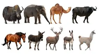 Learn Types of Riding Animals in English! Animal Mounts! Horse, Donkey, Camel..🐴🐎🦌🦬🐂🐮🐃🦙🐫🐪