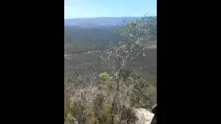 Barefoot spider monkey(2)