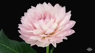 Mythology of Flowers: Interlude
