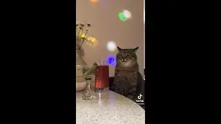 I'd go on a date with this cat