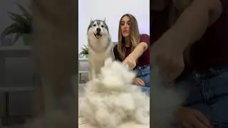 Ecco cosa SUCCEDE quando SPAZZOLI un SIBERIAN HUSKY 😱🐺🙈 
