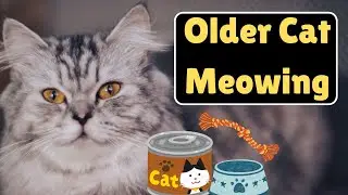 Why Is My Senior Cat So Vocal?