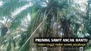 pruning sawit ancak hantu ful pelepah kering_pruning sawit gondrong_pruning sawit tinggi