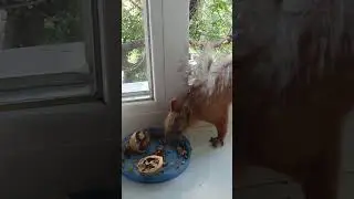 Стёпа пришел на завтрак на окно