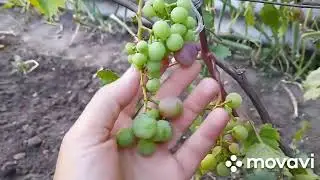 Огляд форм винограду що почали фарбуватися