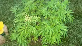 Outdoor Grow Garden update August 5 ,8:00 PM