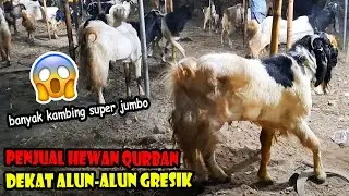 Penjual Hewan Qurban Dekat Alun Alun Gresik